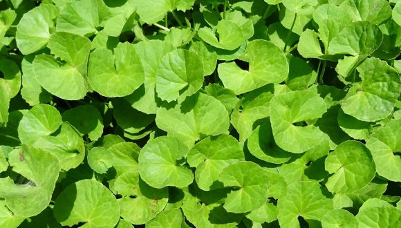 Centella, grande sconosciuta