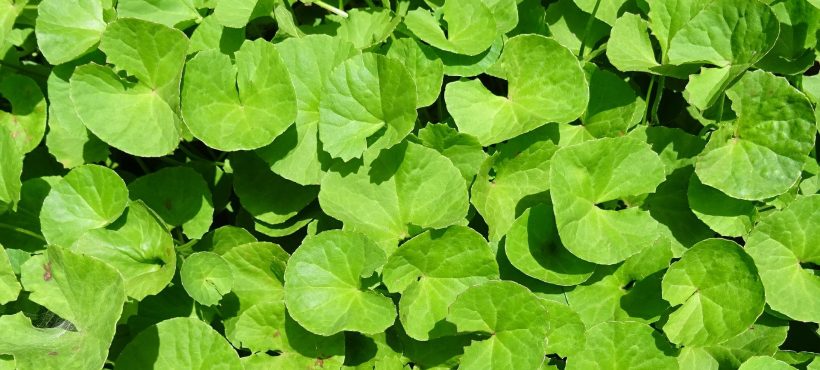 Centella, grande sconosciuta