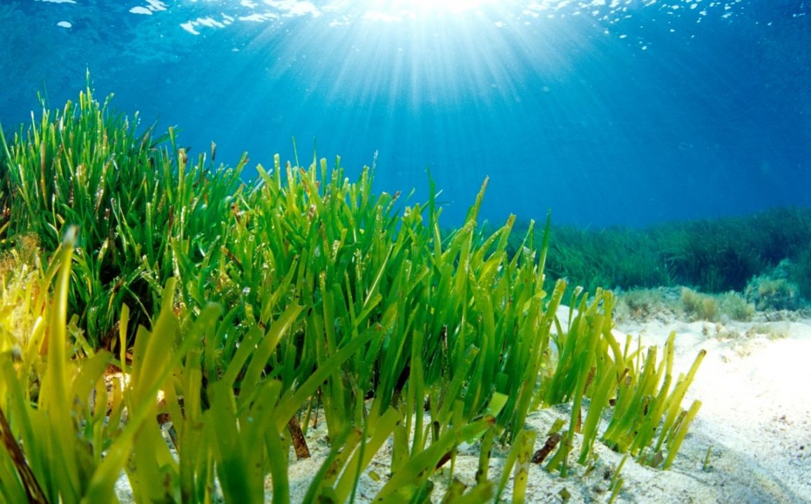 Filtri solari nella Posidonia oceanica