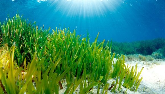 Filtri solari nella Posidonia oceanica