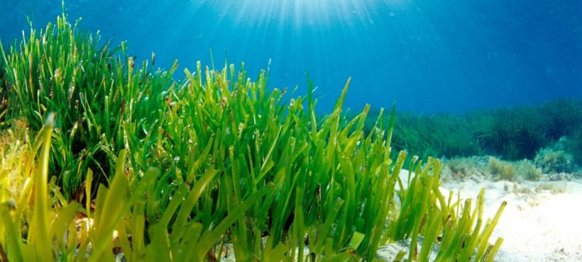 Filtri solari nella Posidonia oceanica