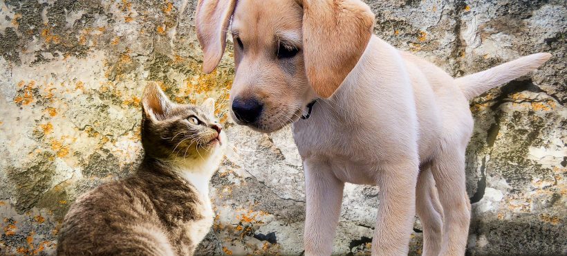 Quali sono le piante medicinali per la salute dei cani e gatti?