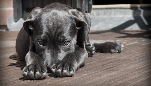 Stress da rientro dalle vacanze nei cani