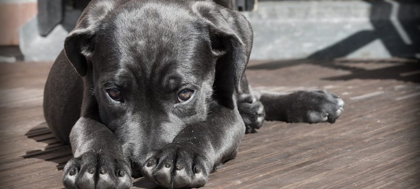 Stress da rientro dalle vacanze nei cani