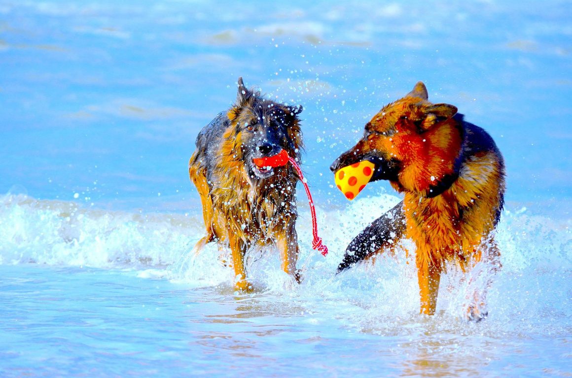 Protezione solare per il cane