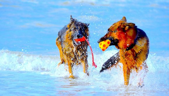 Protezione solare per il cane