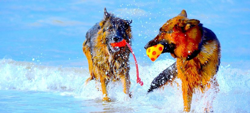 Protezione solare per il cane