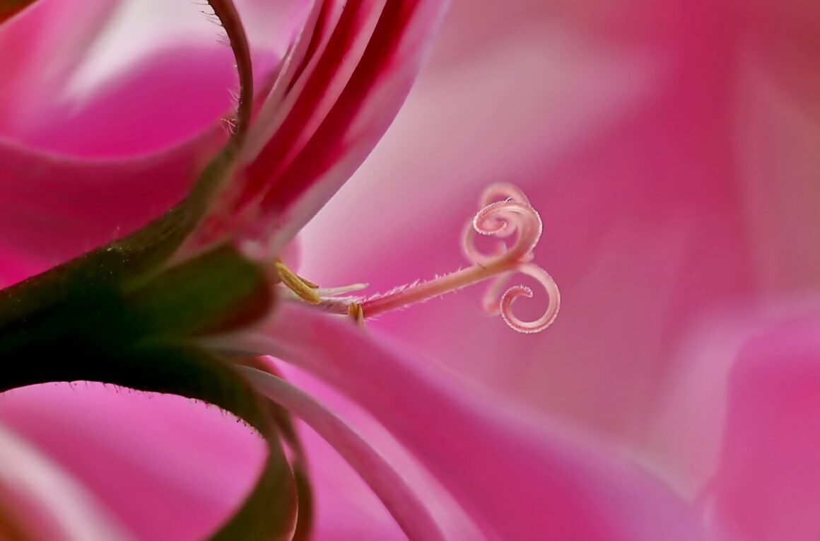 Rimedi per la tosse, con estratto di Pelargonium remissione più rapida