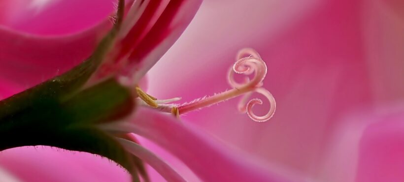 Rimedi per la tosse, con estratto di Pelargonium remissione più rapida