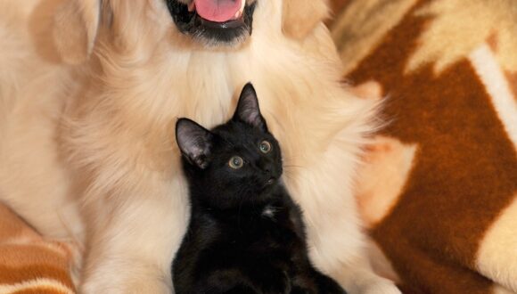 Vermi intestinali del cane e del gatto