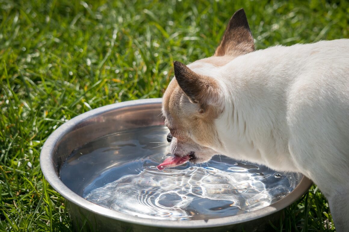 Importante per la salute dei cani… l’acqua