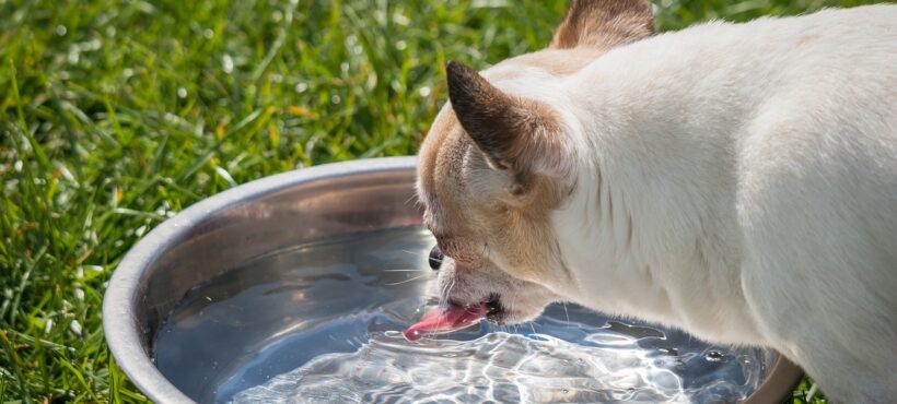 Importante per la salute dei cani… l’acqua