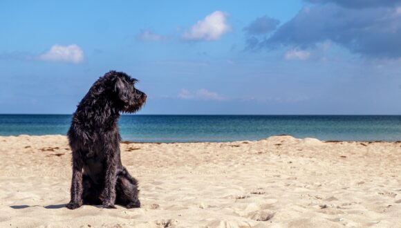 L’ACQUA DI MARE FA MALE AL CANE?