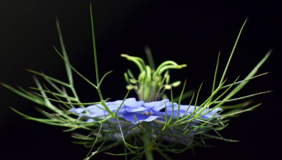 Nigella sativa, una pianta efficace per i problemi della pelle