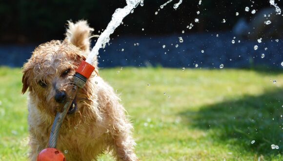 L’estate e il cane