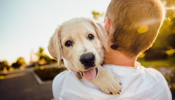 Serenità emozionale del cane