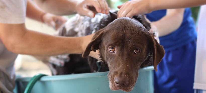 PULIZIA DEL CANE