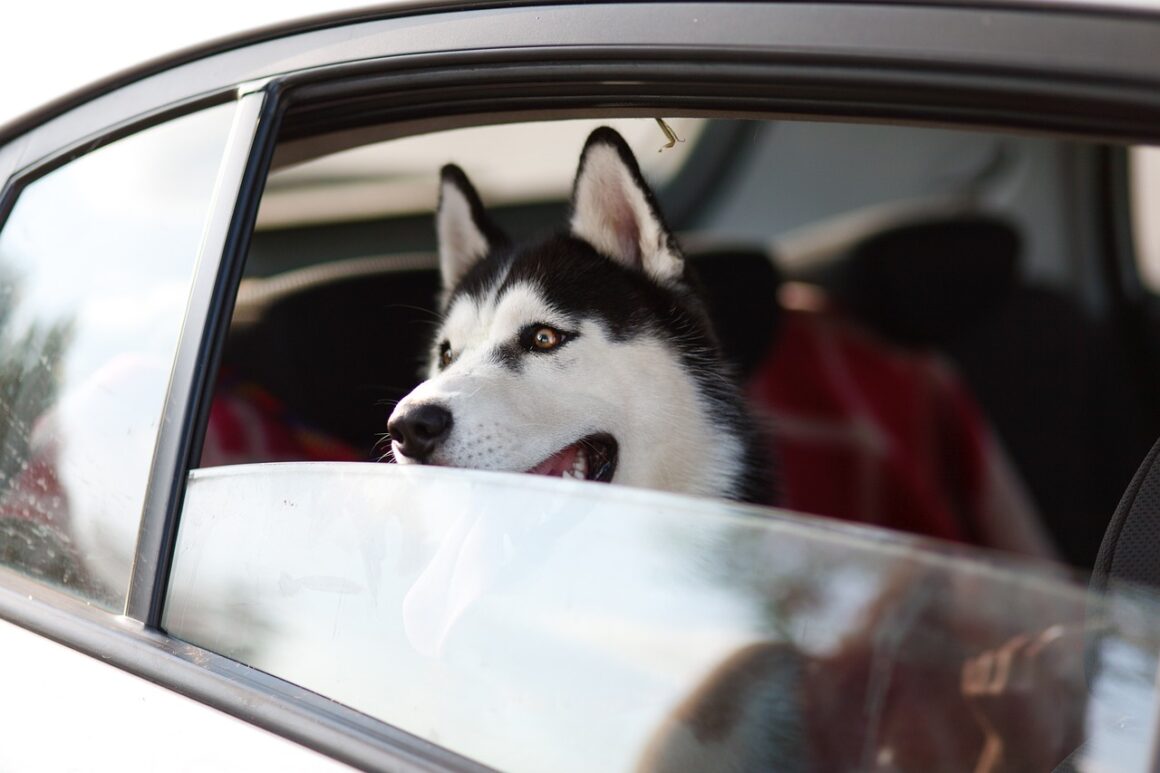 VIAGGIARE CON IL CANE IN ITALIA E ALL’ESTERO