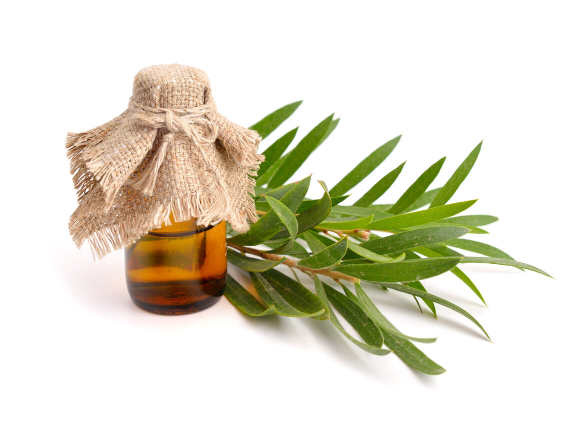 Olio essenziale di tea tree: le adulterazioni possibili