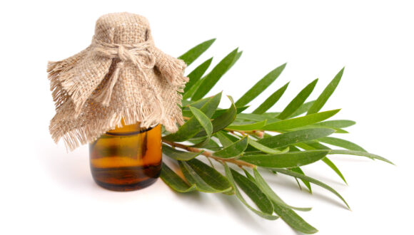 Olio essenziale di tea tree: le adulterazioni possibili