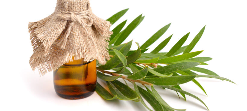 Olio essenziale di tea tree: le adulterazioni possibili