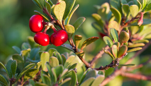 Uva Ursina, rimedi naturali per la cistite