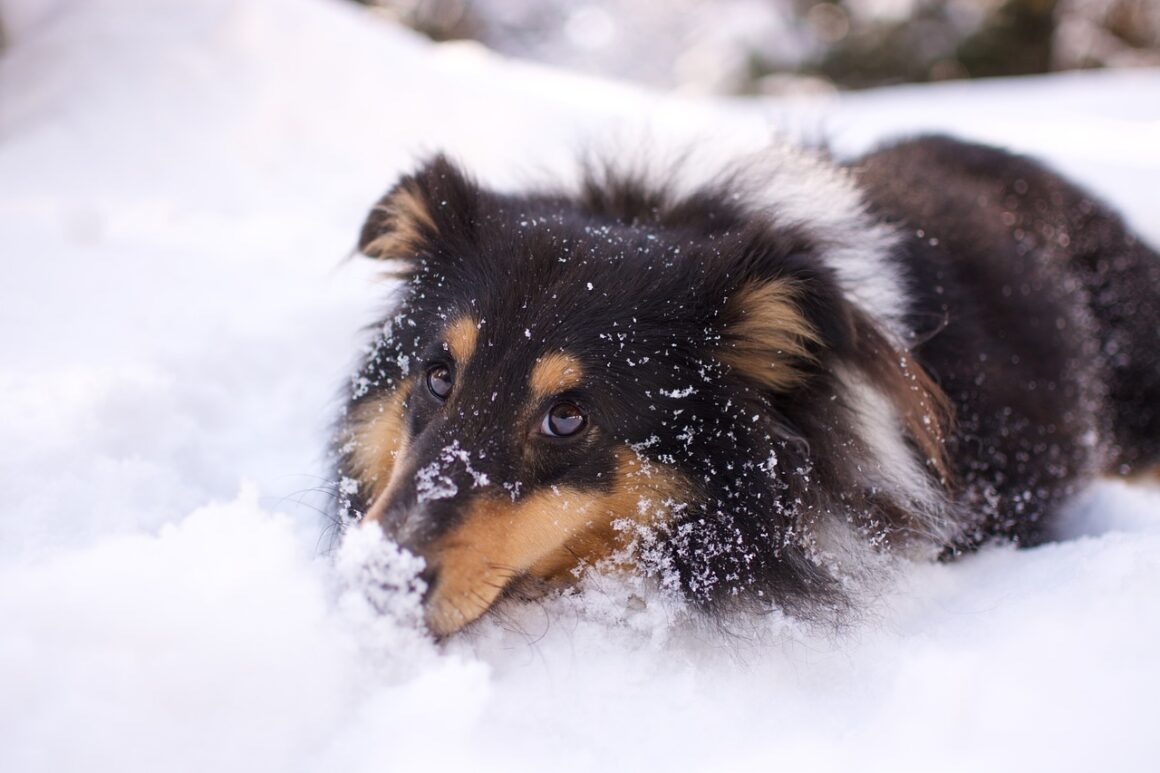 Il cane sulla neve