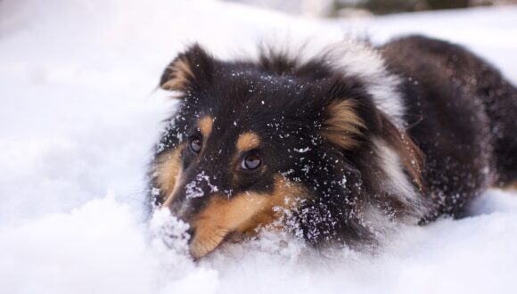 Il cane sulla neve