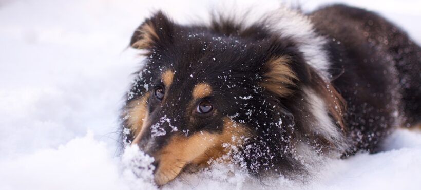 Il cane sulla neve