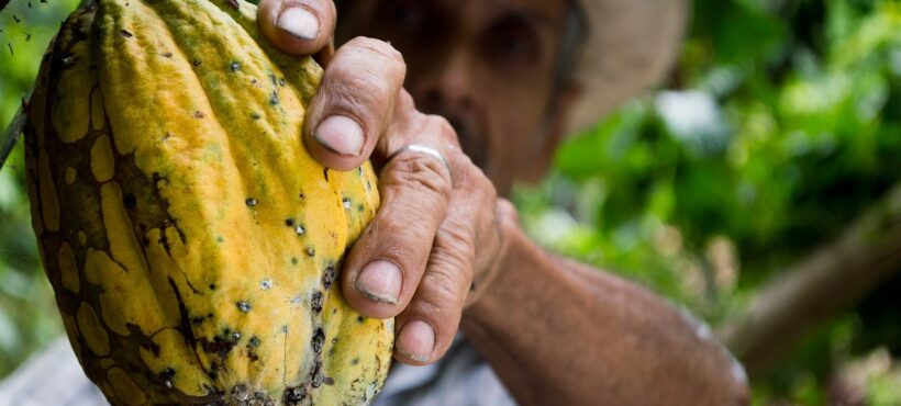 Cacao