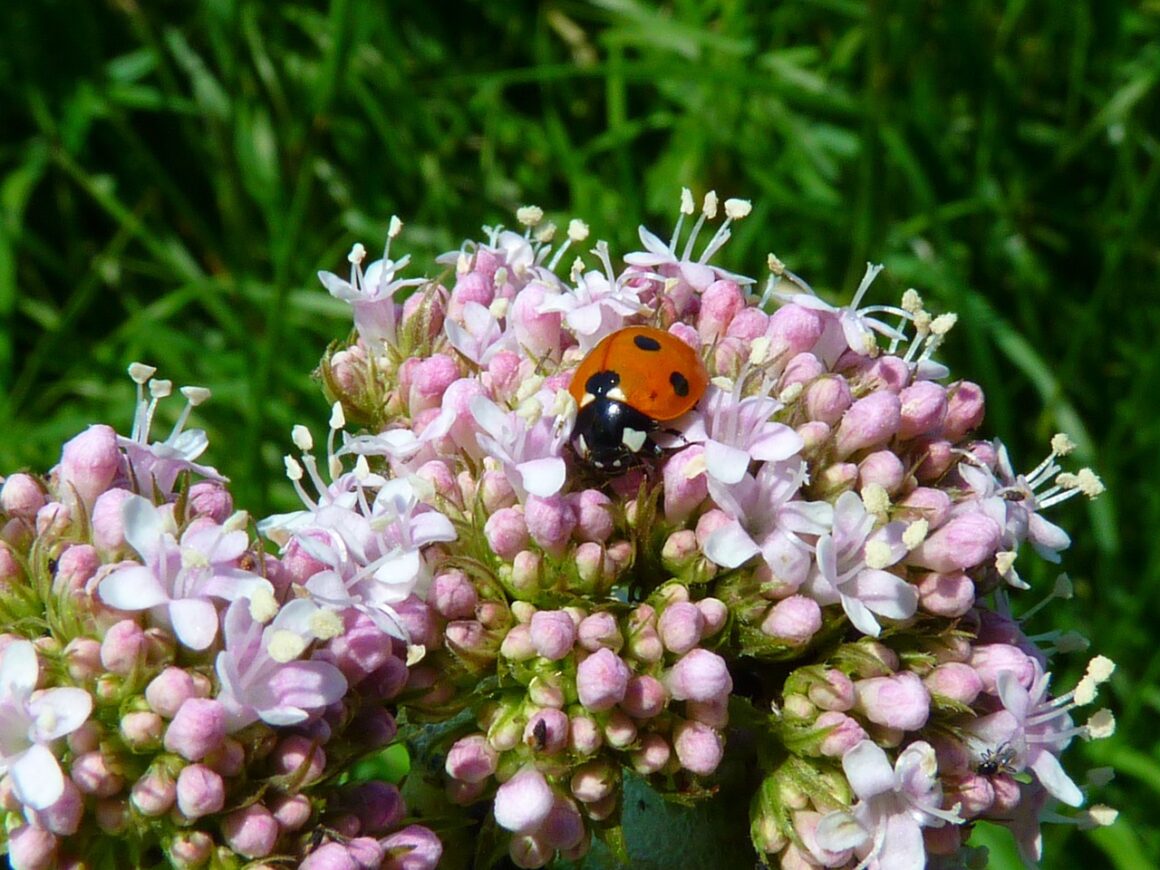 Valeriana e disturbi del sonno