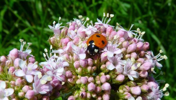 Valeriana e disturbi del sonno