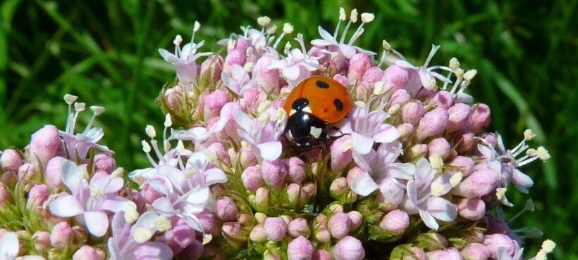 Valeriana e disturbi del sonno