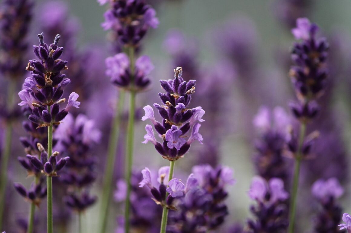 Aromaterapia con lavanda e dolore posterpetico