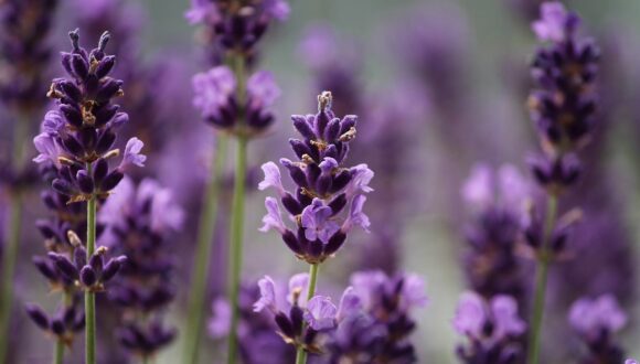 Aromaterapia con lavanda e dolore posterpetico