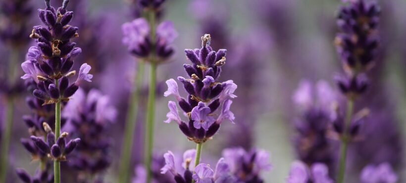 Aromaterapia con lavanda e dolore posterpetico