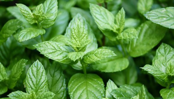 Attività di OE ed estratti di menta piperita