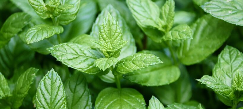 Attività di OE ed estratti di menta piperita