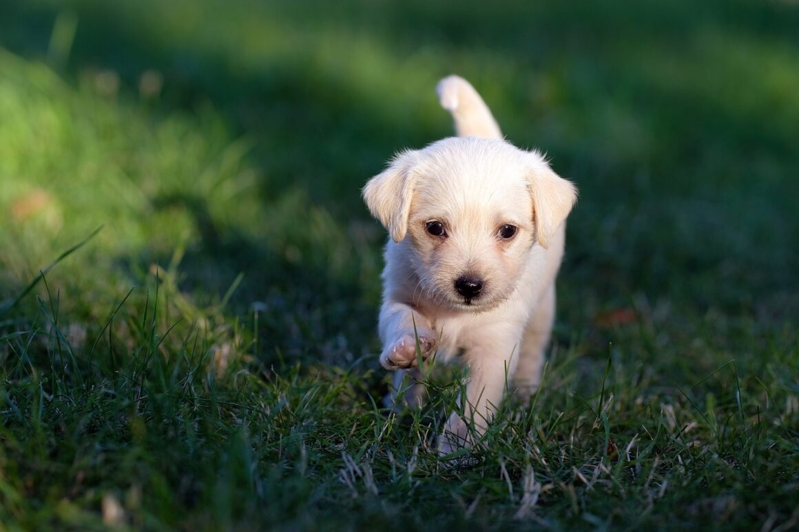 Se il cane mangia l’erba?