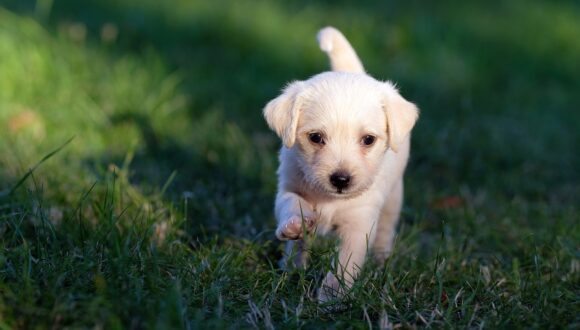 Se il cane mangia l’erba?