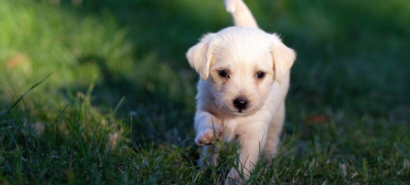 Se il cane mangia l’erba?