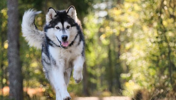 ANDARE IN MONTAGNA CON IL CANE