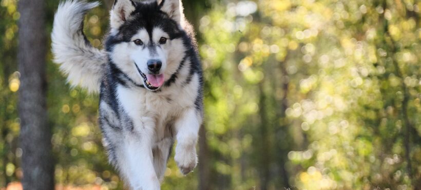 ANDARE IN MONTAGNA CON IL CANE