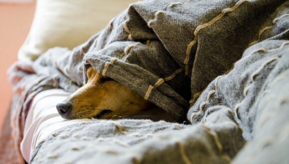 Calcoli alla vescica nel cane