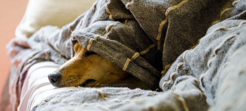 Calcoli alla vescica nel cane