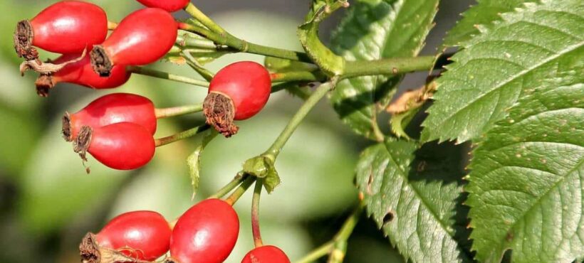 Rosa canina