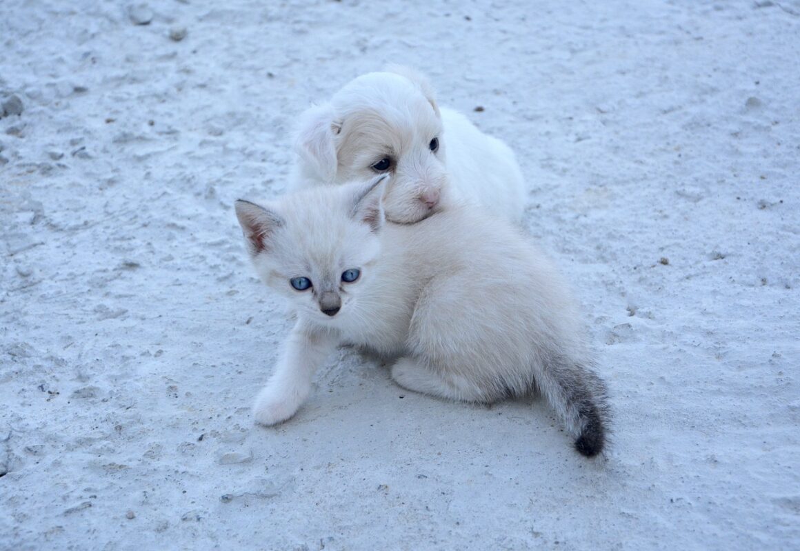 Artiglio del diavolo: un alleato contro i dolori articolari di cani e gatti