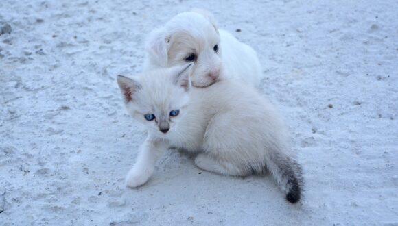 Artiglio del diavolo: un alleato contro i dolori articolari di cani e gatti