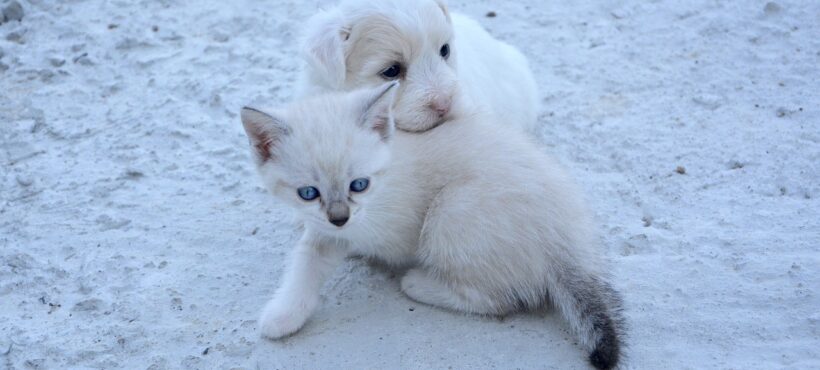 Artiglio del diavolo: un alleato contro i dolori articolari di cani e gatti