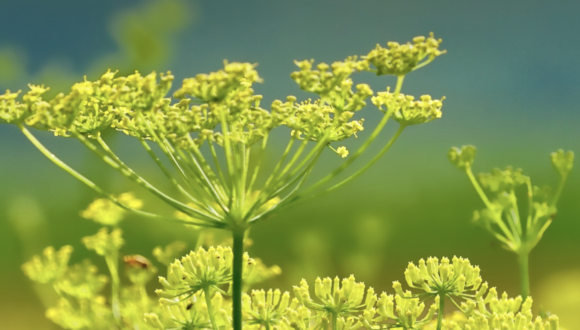 Attività antimicrobica degli OE di lavanda e finocchio